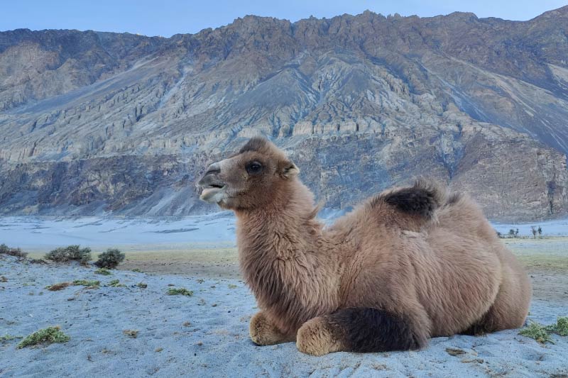 Nubra Valley